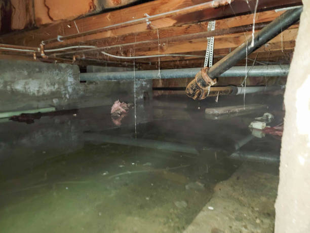 Best Flood restoration services  in Linganore, MD